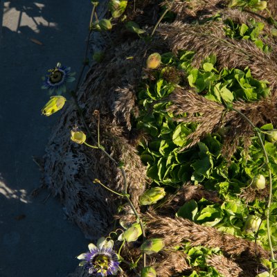 Afscheidsbloemwerk met groene snij-hortensia