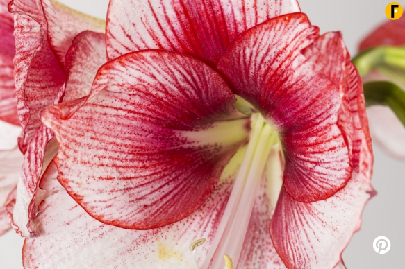 Amaryllis Flower Factor Academy