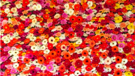 FloraHolland nieuwsbericht Grune Woche 2016