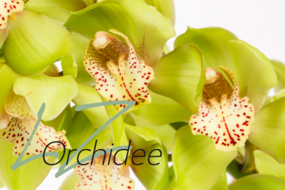 LZ Orchidee webshop2