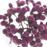 Callicarpa close up