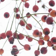 Rozenbottels close up