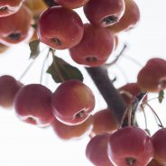 Malus Domestica close up