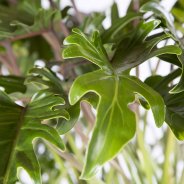 Philodendron Xanadu Closeup