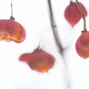 Euonymus