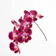 Snij-Phalaenopsis