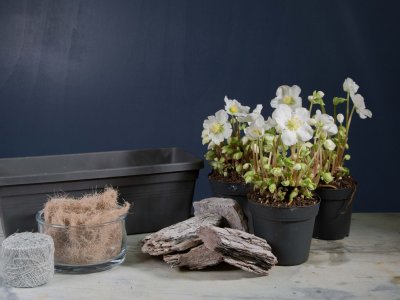 Frisse Helleborus schoonheden