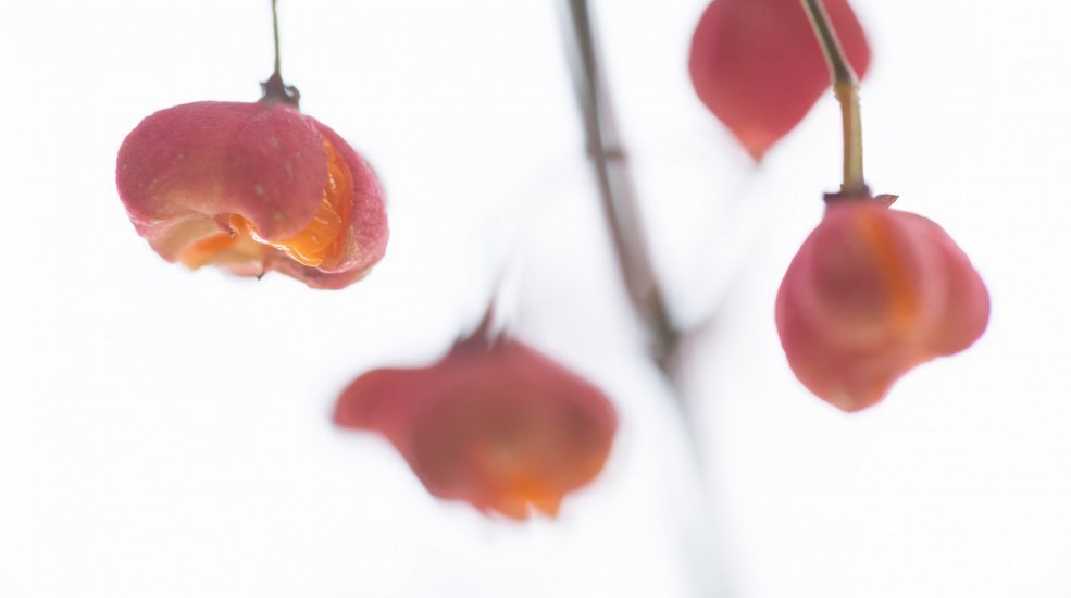Euonymus close up