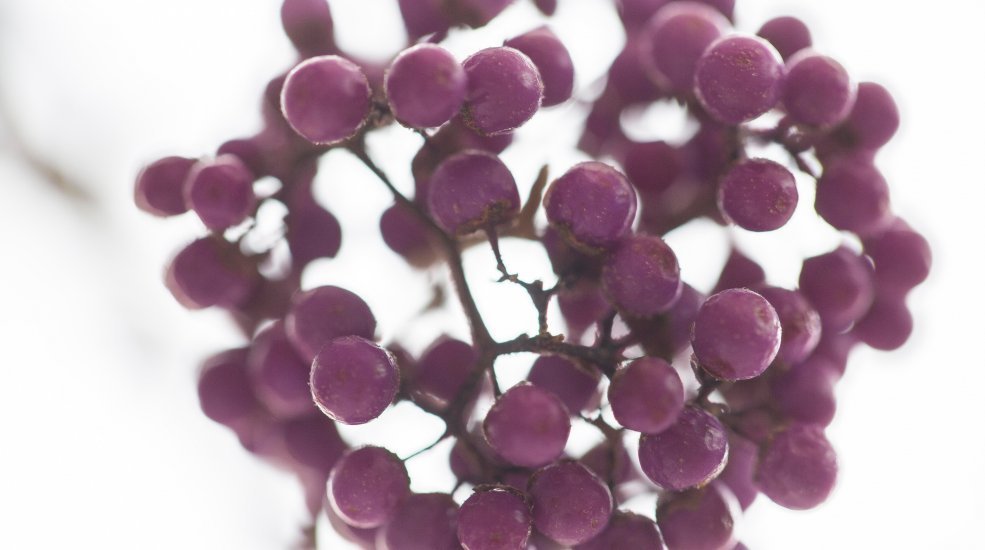 Callicarpa close up