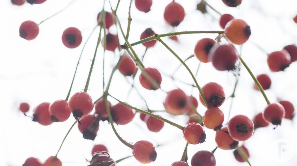 Rozenbottels close up