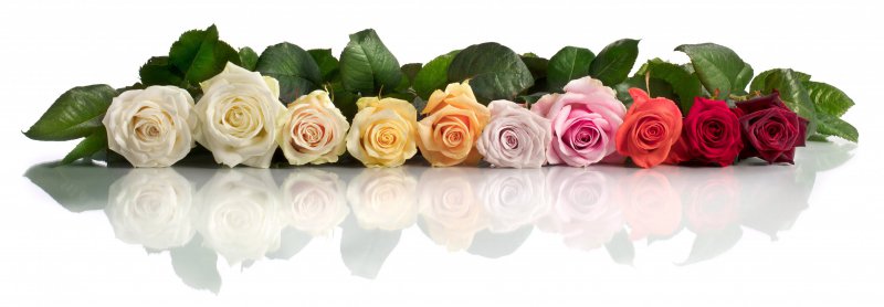 assortimentsfoto Arend Roses 2020