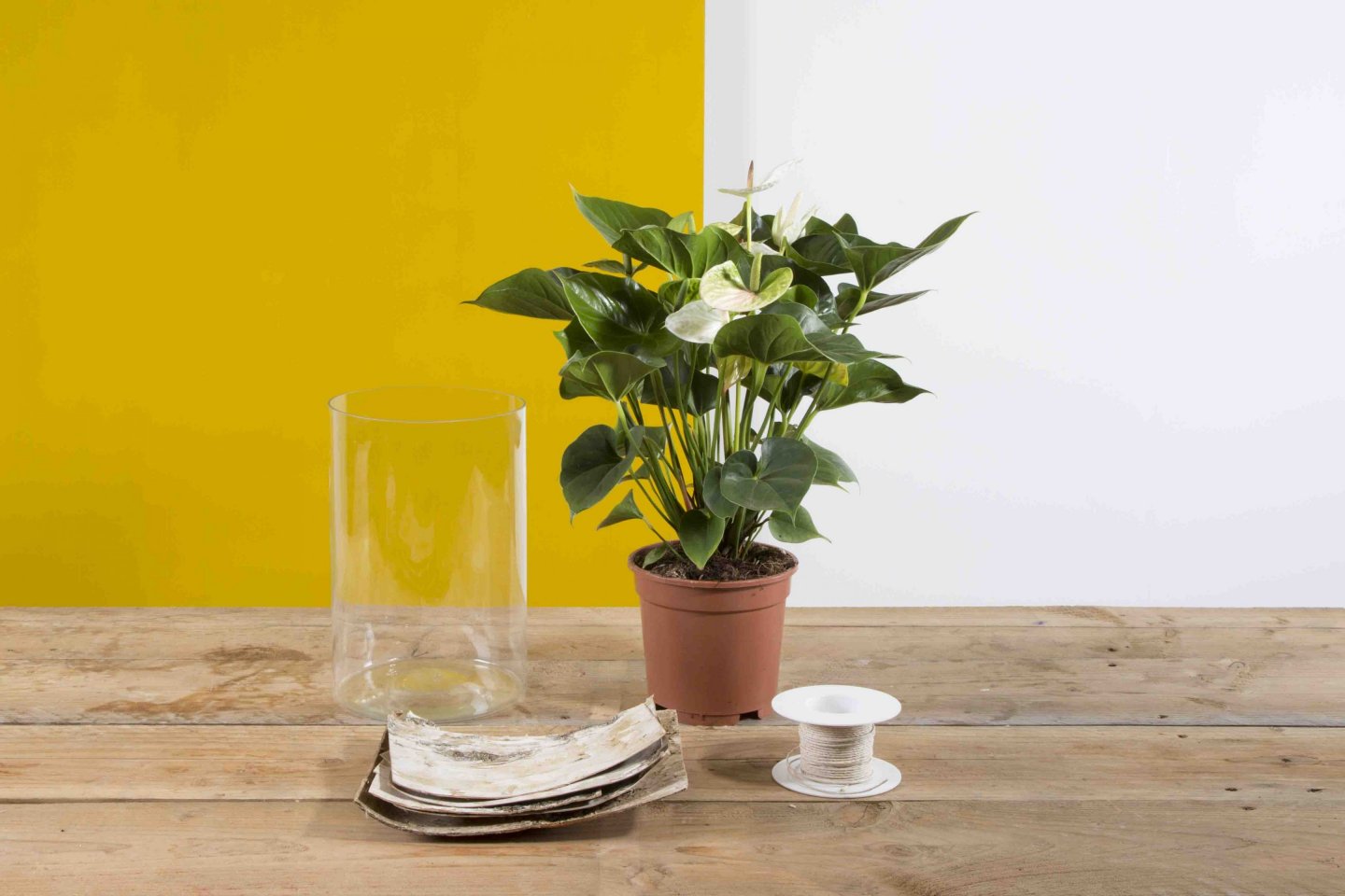 Stap voor stap: Natuurlijk Anthurium plantenarrangement