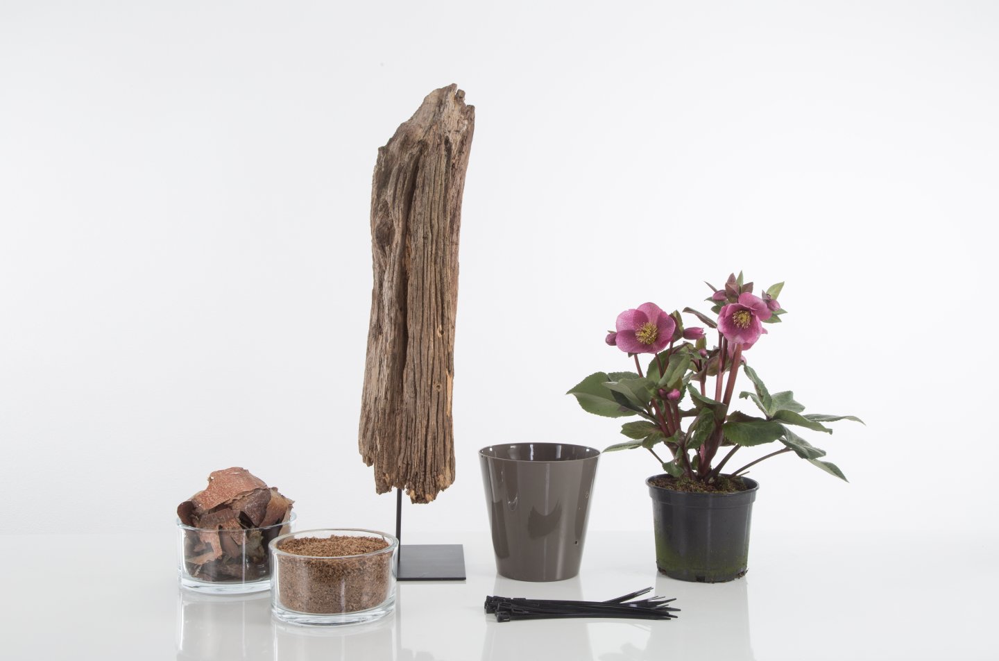 Stap voor stap Helleborus op sokkel