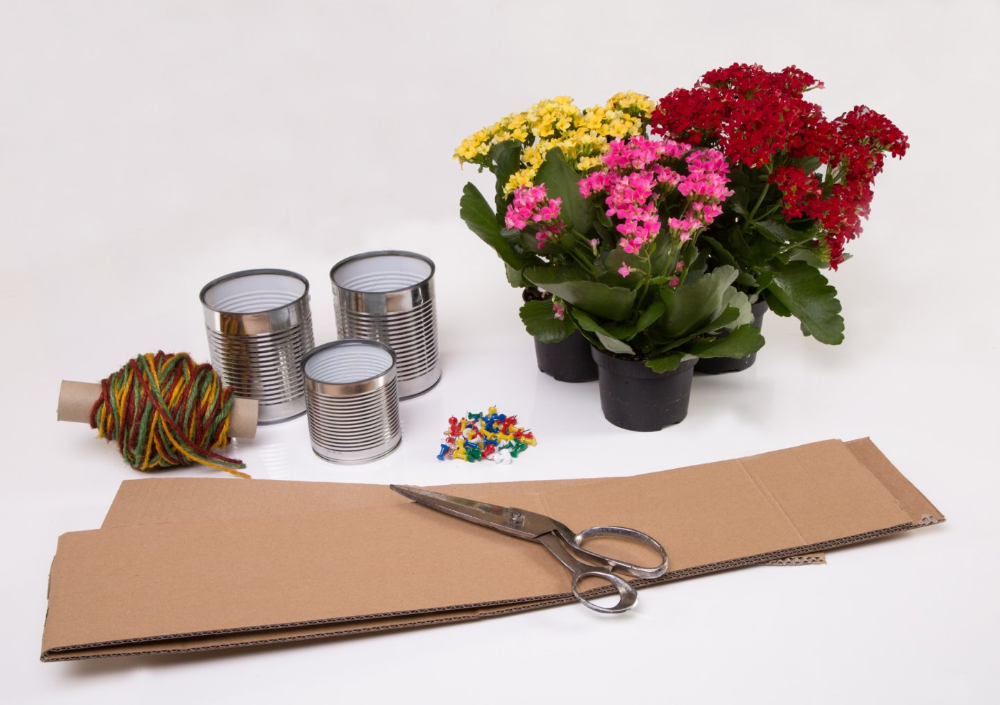 Een 10 voor de juf en meester - Een frisse start met vrolijke vetplantjes