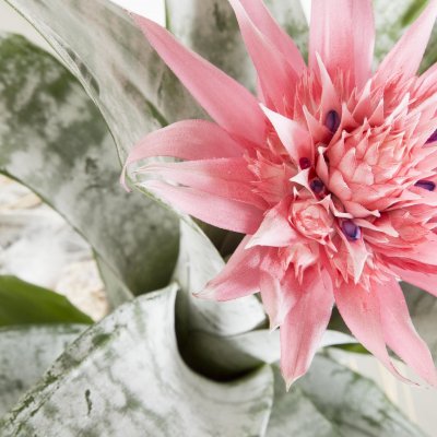 Promotie Bromelia