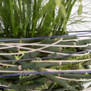 Freesia boeket close-up