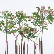 Industrieel Alstroemeria design close-up