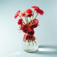 Kleurrijke mini Gerbera soorten voor Moederdag