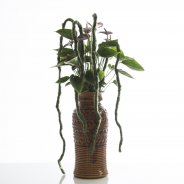 retro styled Anthurium Adios Chocolat Pim van den Akker