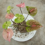 Artistic Anthurium arrangement 1
