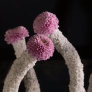 Vanya Pink chrysant van Zentoo - design Pim van den Akker