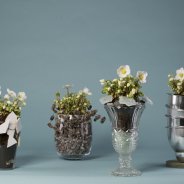 'Verboom Beauty' Helleborus winterarrangementen