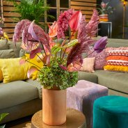 Anthuriums in woonstijl 'Sfeervol'