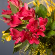 Roze Alstroemeria 'Rome'