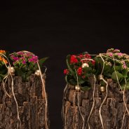 Kerst met Kalanchoë's
