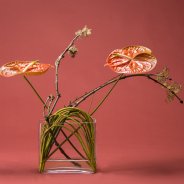 Anthurium design Terrasol