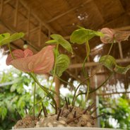 Artistic Anthurium arrangement 3