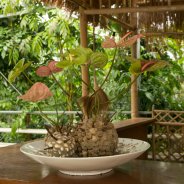 Artistic Anthurium arrangement 4