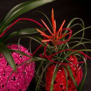Bromelia's voor kerst