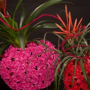 Feestelijk plantenarrangement met Bromelia's