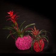 Feestelijk plantenarrangement met Bromelia's