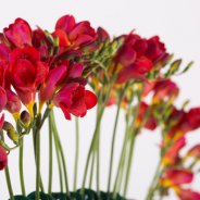 Klassiek en innovatief met rode Freesia close-up