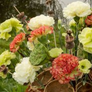 Trendy Dianthus frame boeket - close-up