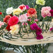 Dianthus bloemstuk
