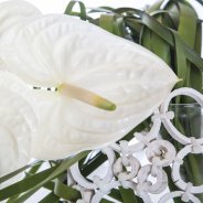 Fiore Anthuriums5