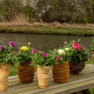 Ranunculus Vortex - buiten