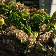 Afscheidsbloemwerk met groene snij-hortensia - Kristel van Dijk - Flower Factor
