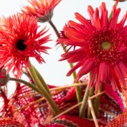 Kleurrijke mini Gerbera soorten voor Moederdag - detail