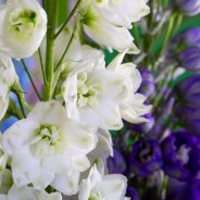 Delphinium design - Roos van Unen - Flower Factor