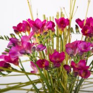 Krachtig Freesia boeket close-up