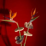 Valentijnsdag cadeau met Strelitzia