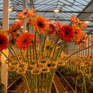 Een mix van verrassende mini Gerbera's