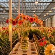 Mini Gerbera's van LG Flowers 