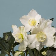Helleborus 'Niger' cadeau design