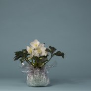 Helleborus 'Niger' design