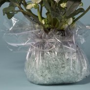 Cadeau design Helleborus 'Niger'- close-up